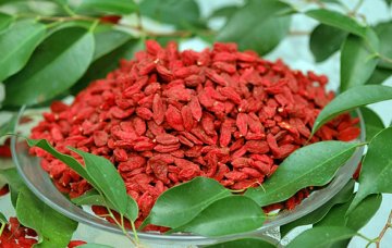 Kustovnice čínská - Goji