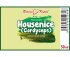 Housenice - Cordyceps - bylinné kapky (tinktura) 50 ml - doplněk stravy